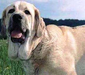 Spanish Mastiff dog featured in dog encyclopedia
