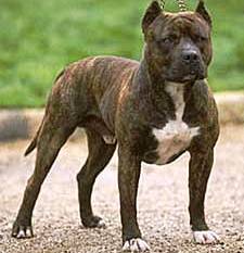Staffordshire Bull Terrier dog featured in dog encyclopedia