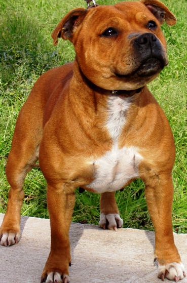 Staffordshire Bull Terrier profile on dog encyclopedia