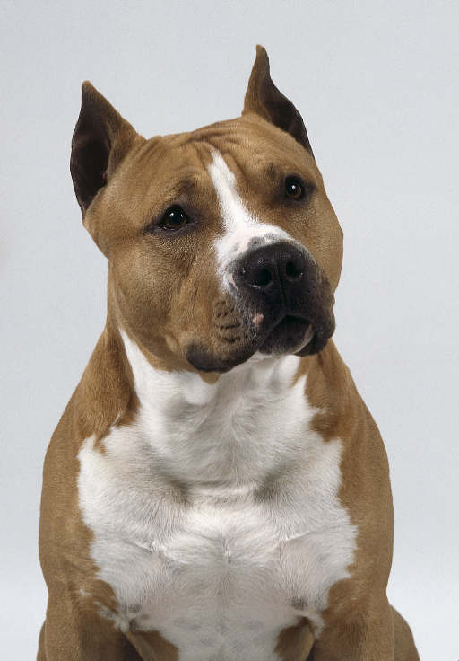 American Staffordshire Terrier close up on dog encyclopedia