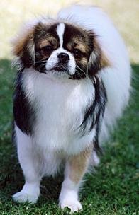 Tibetan Spaniel profile on dog encyclopedia