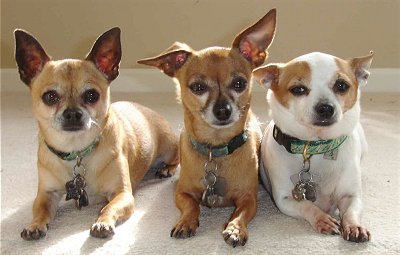 Chihuahua profile on dog encyclopedia