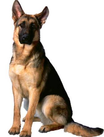 German Shepherd Dog profile on dog encyclopedia