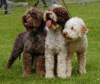 Lagotto Romagnolo dog featured in dog encyclopedia