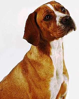 Portuguese Pointer profile at dog encyclopedia