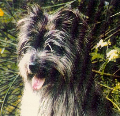 Pyrenean Shepherd profile on dog encyclopedia