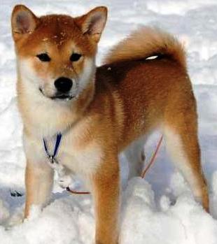 Shiba Inu dog featured in dog encyclopedia