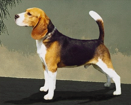 beagle profile on dog encyclopedia