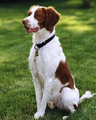 do brittany dogs shed