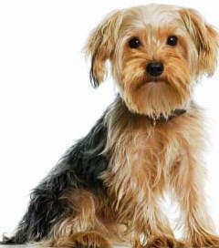 why do some yorkies have floppy ears